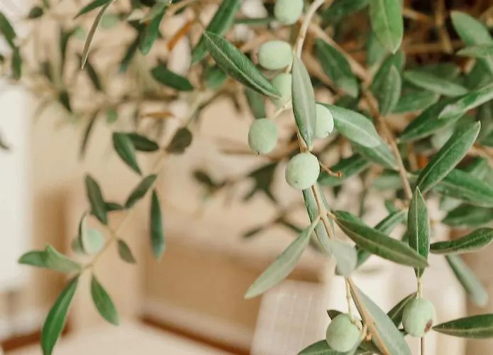 Town - Kleines Privathotel In Bestlage Hotel 3*